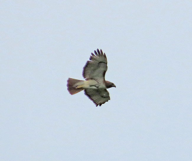 Red-tailed Hawk - ML620047309