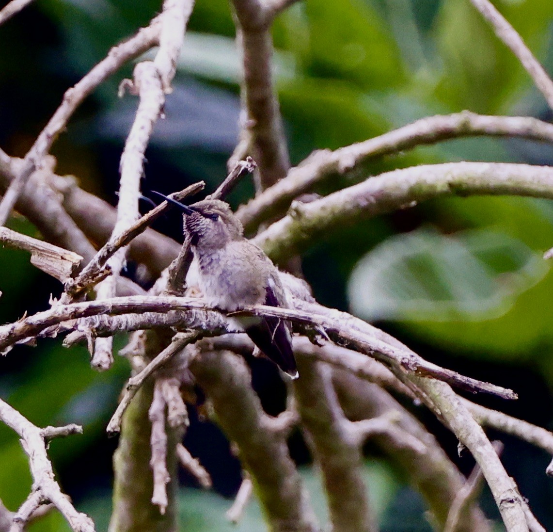 Anna's Hummingbird - ML620047316
