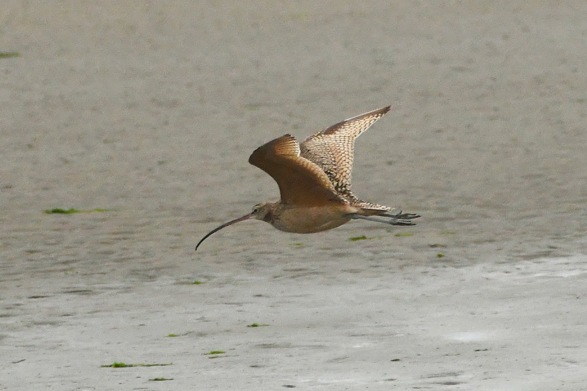 Long-billed Curlew - ML620047321