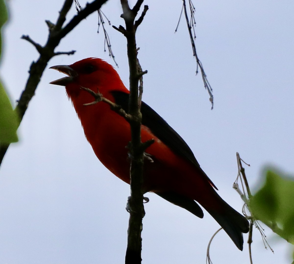 Scarlet Tanager - ML620047323
