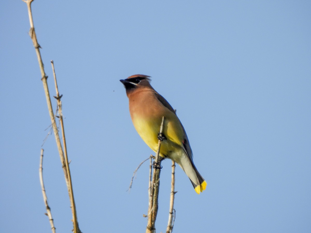 Cedar Waxwing - ML620047333
