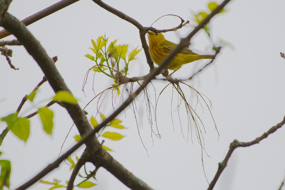 Yellow Warbler - ML620047342