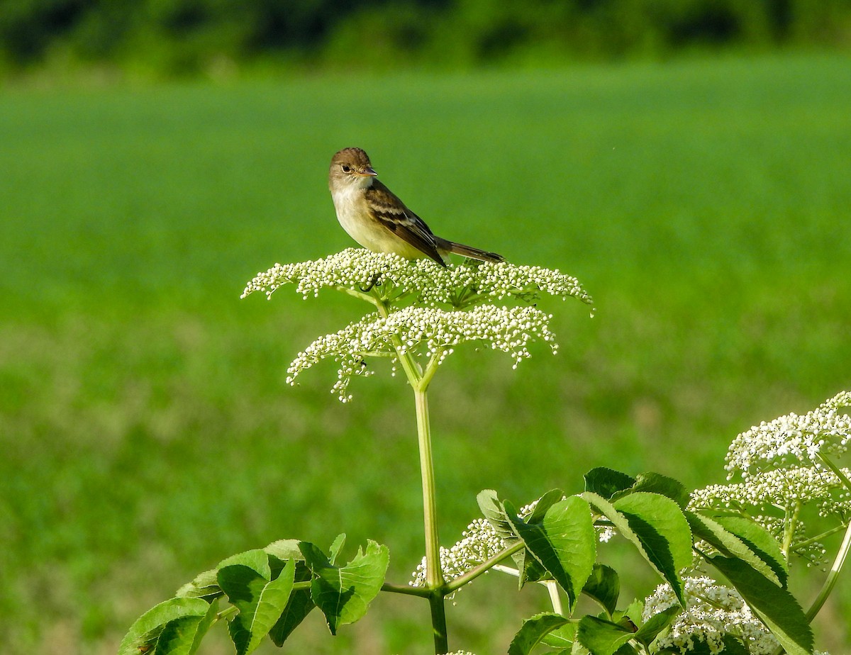 Willow Flycatcher - ML620047346