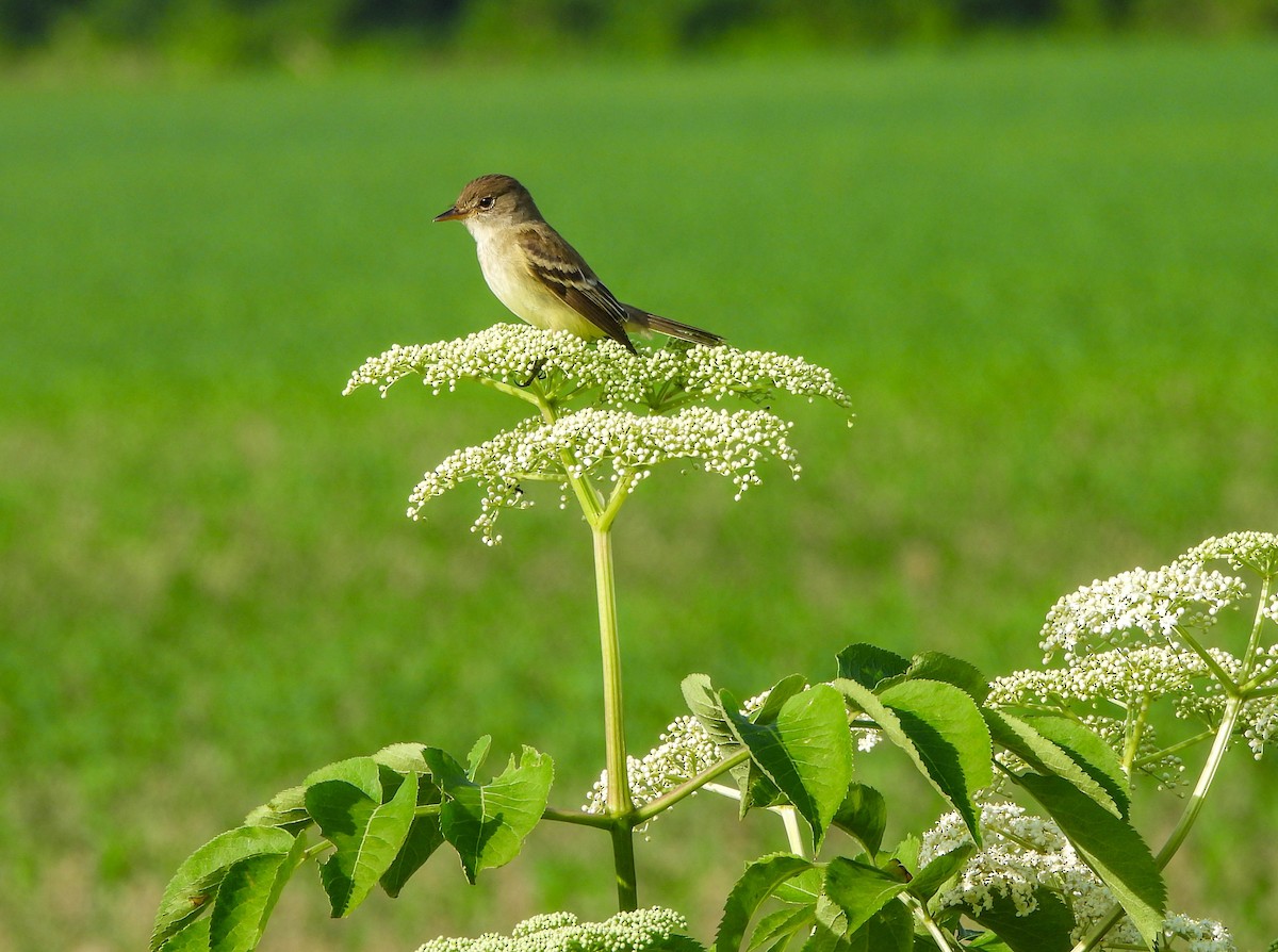 Willow Flycatcher - ML620047347
