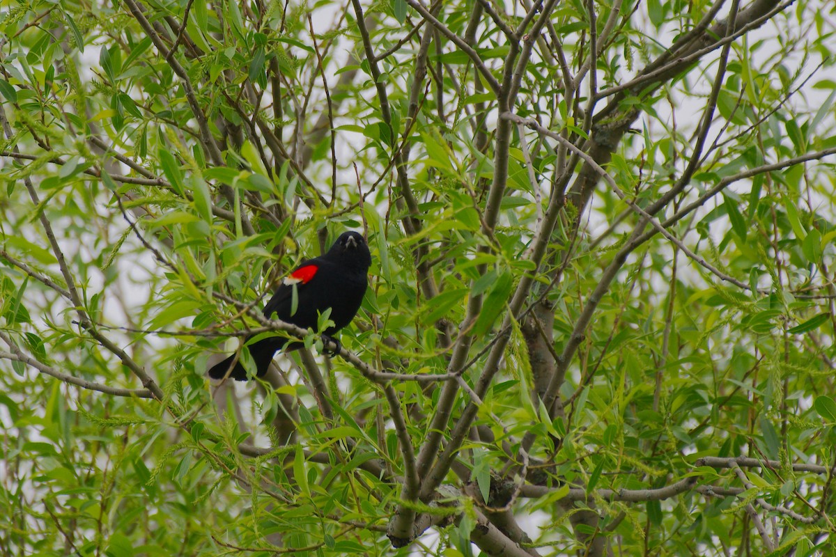 Red-winged Blackbird - ML620047349