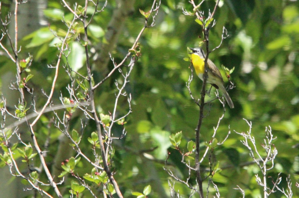 Yellow-breasted Chat - ML620047356