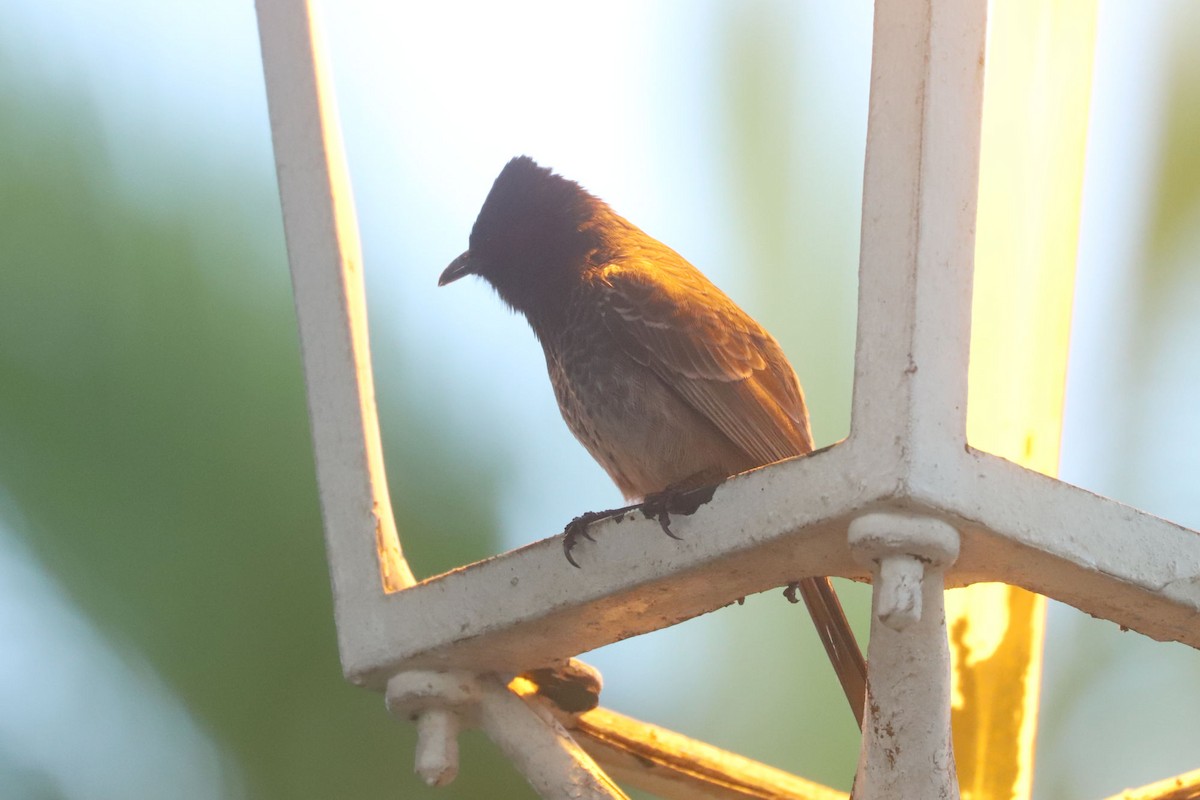 Red-vented Bulbul - ML620047359