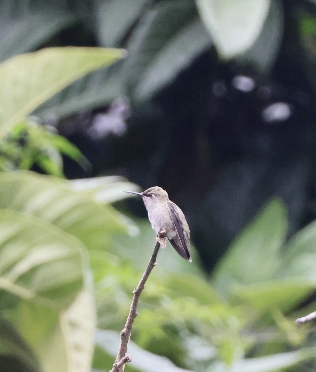 Anna's Hummingbird - ML620047360