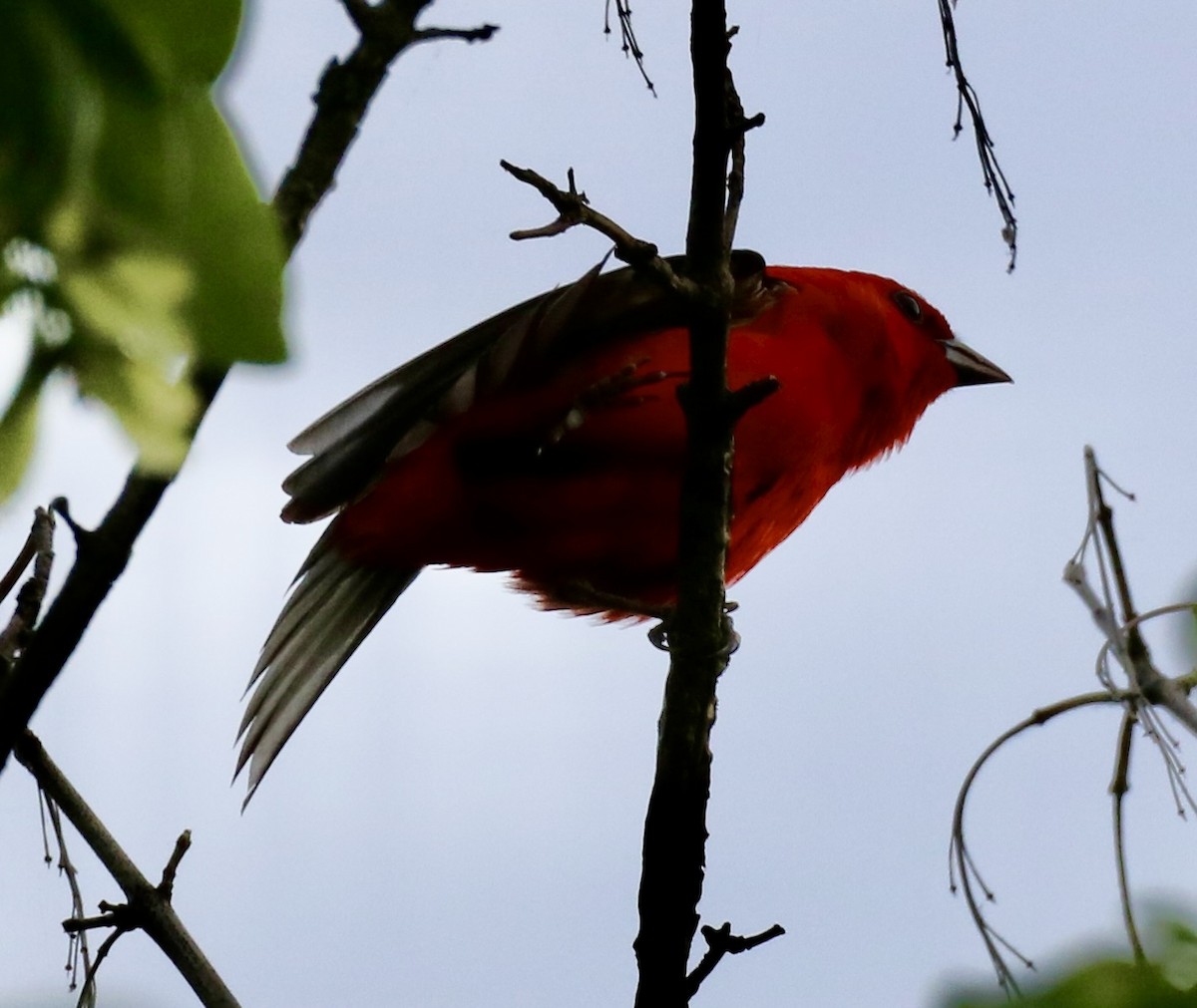 Scarlet Tanager - ML620047361