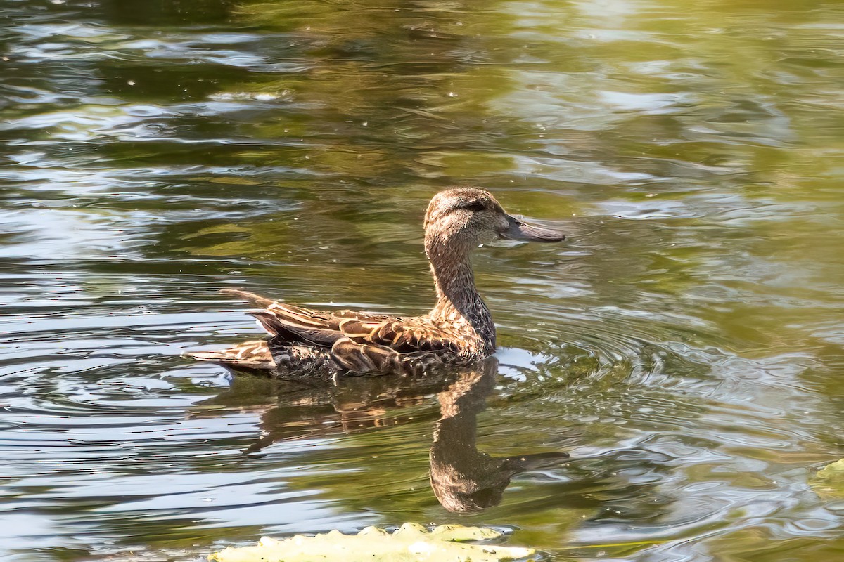 Green-winged Teal - ML620047365