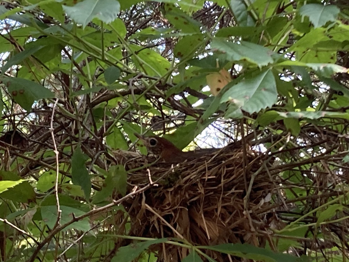 Wood Thrush - ML620047366