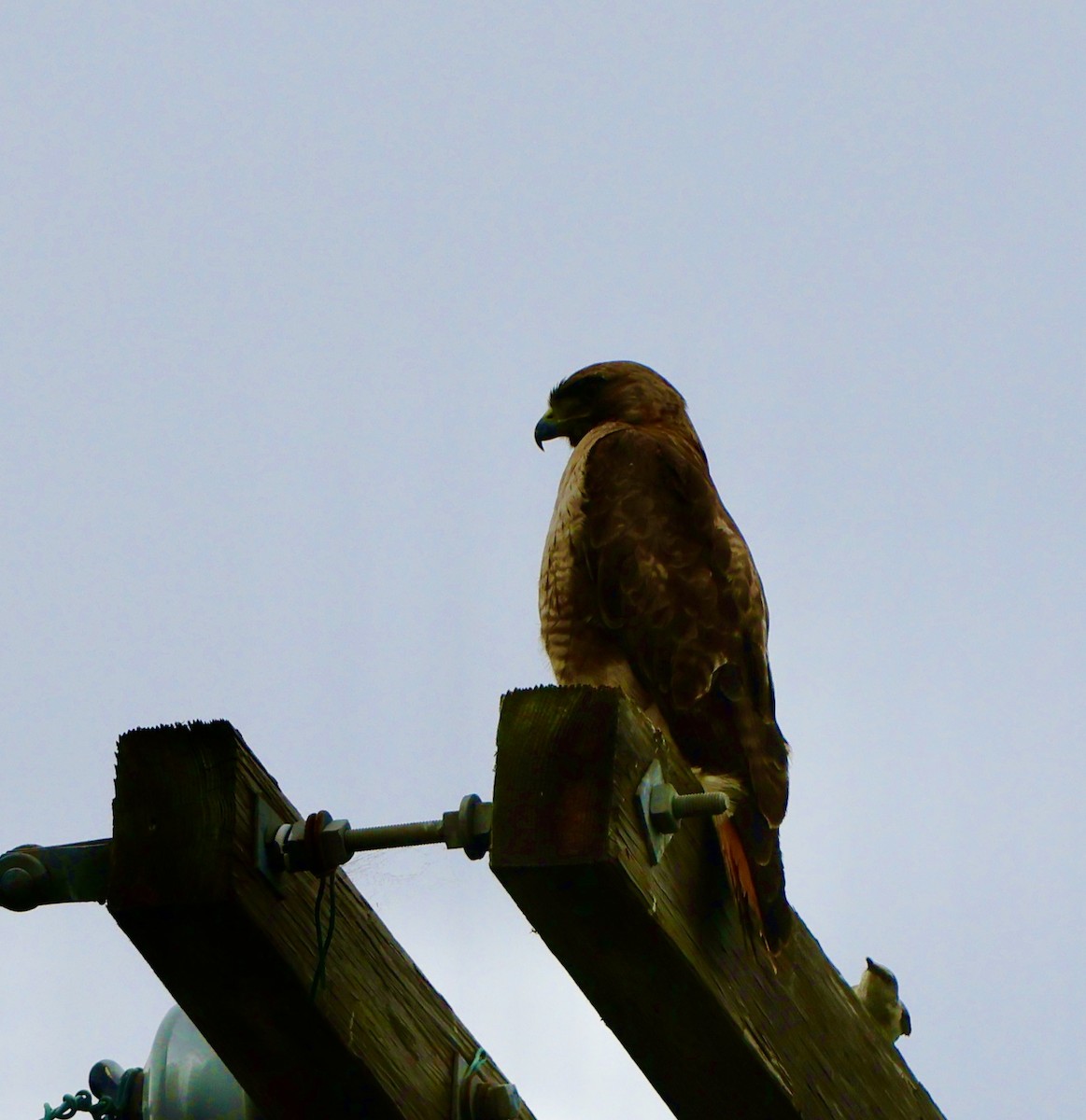 Red-tailed Hawk - ML620047368