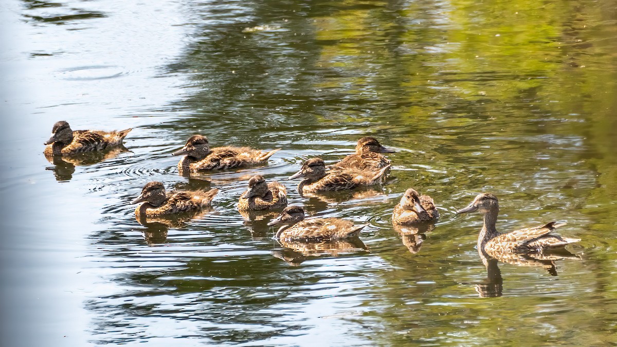 Green-winged Teal - Tom Hudson