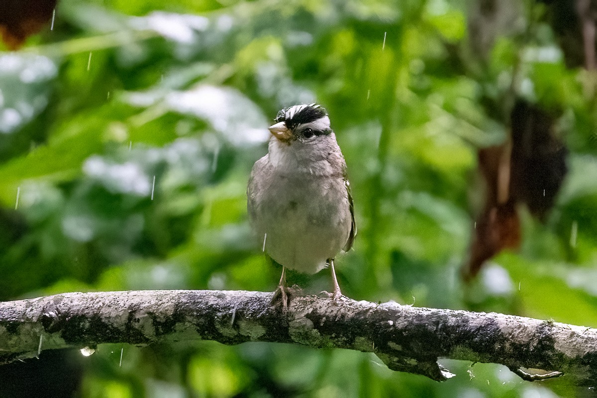 White-crowned Sparrow - ML620047370