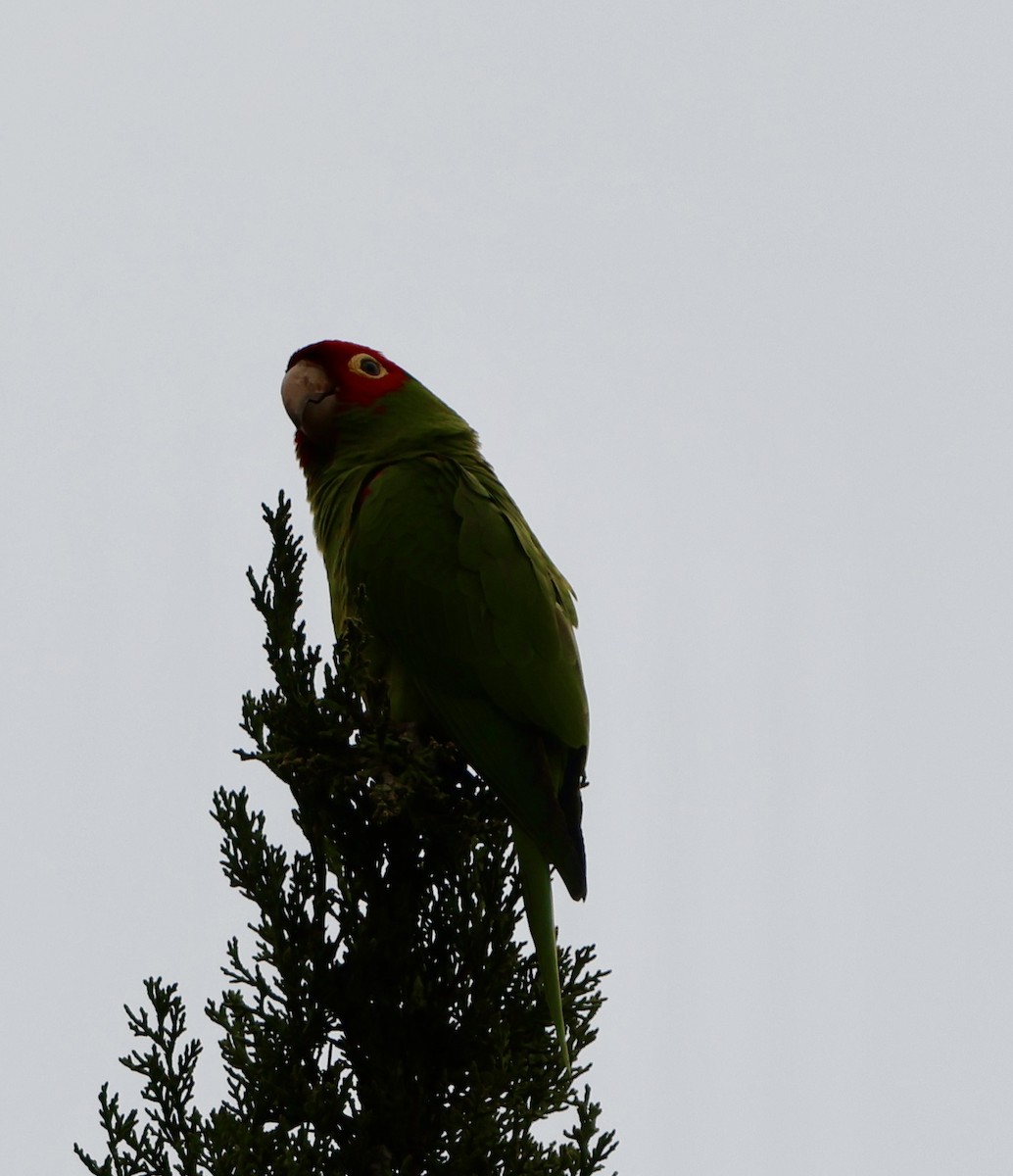 Red-masked Parakeet - ML620047373