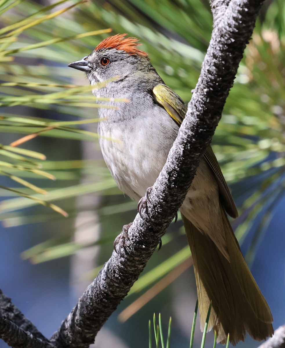 Green-tailed Towhee - ML620047376