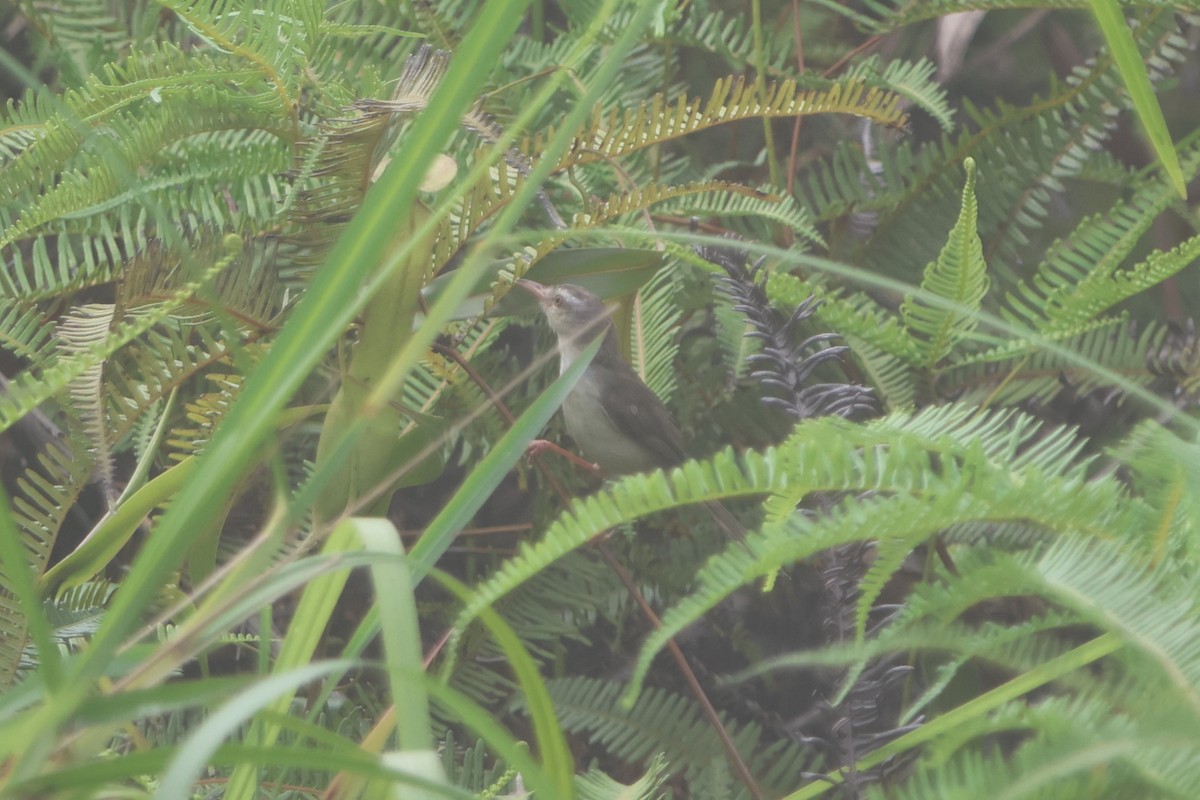 Prinia Sencilla - ML620047386