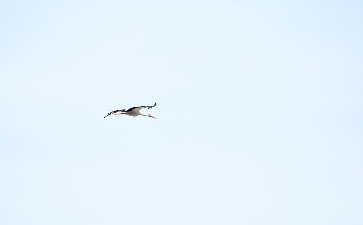 White Stork - ML620047402