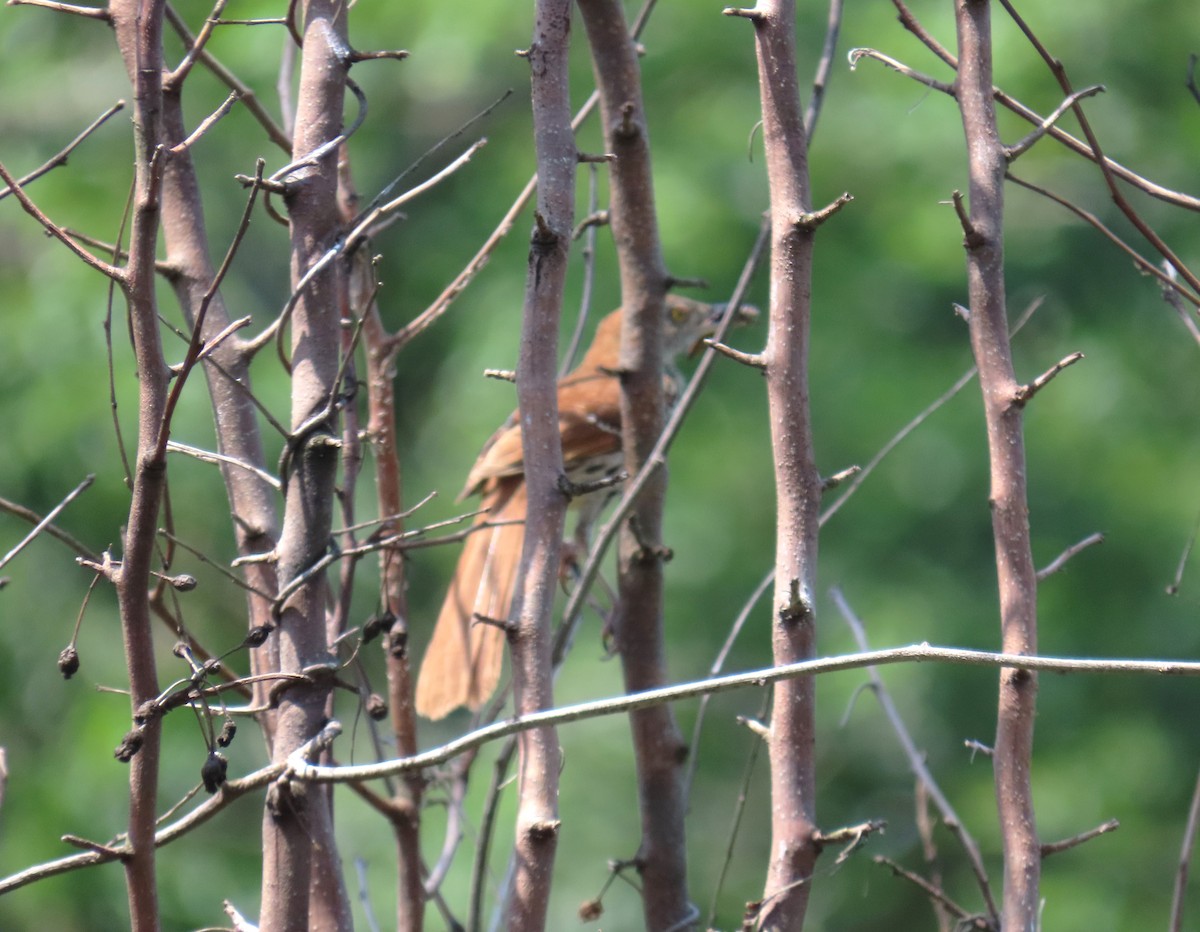Brown Thrasher - ML620047403