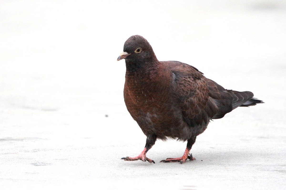 Rock Pigeon (Feral Pigeon) - ML620047406