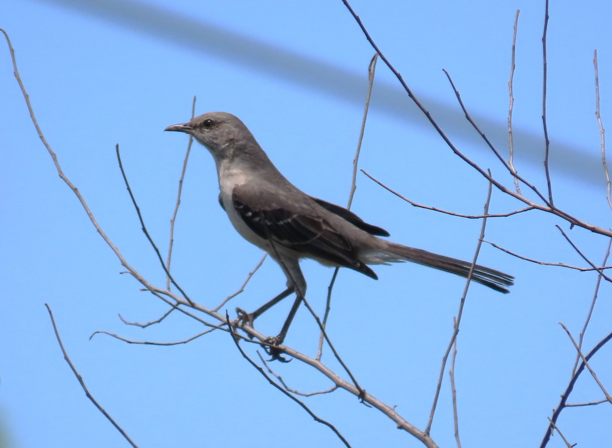 Northern Mockingbird - ML620047407