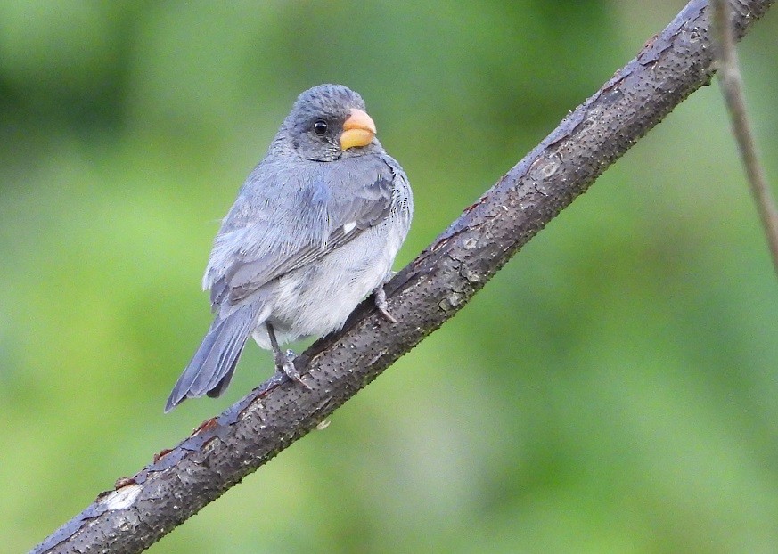 Gray Seedeater - ML620047412