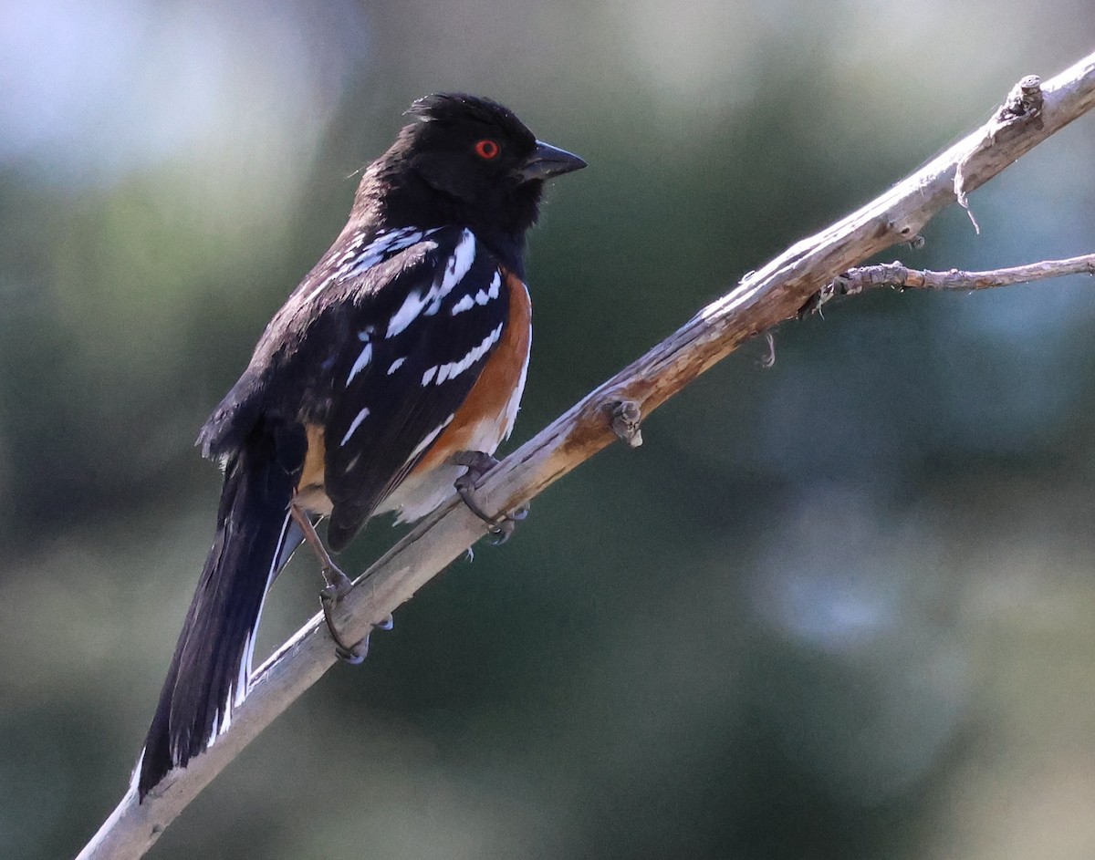 Spotted Towhee - ML620047413
