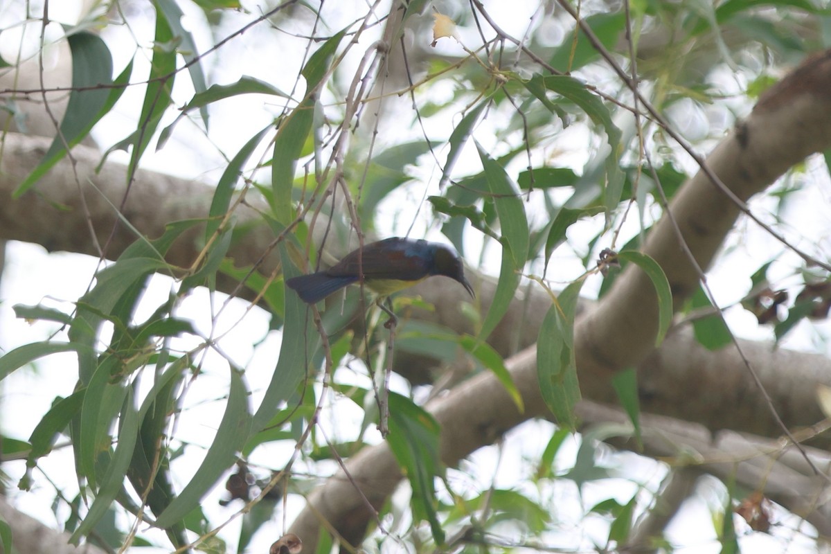 Brown-throated Sunbird - ML620047420