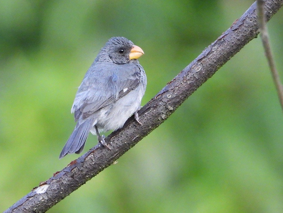 Gray Seedeater - ML620047426