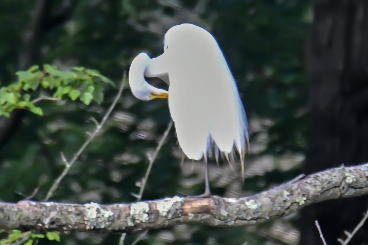 Great Egret - ML620047427