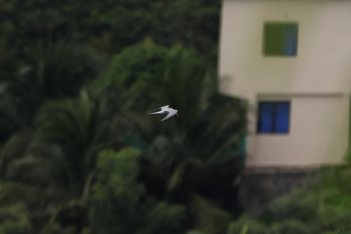 Little Tern - ML620047430