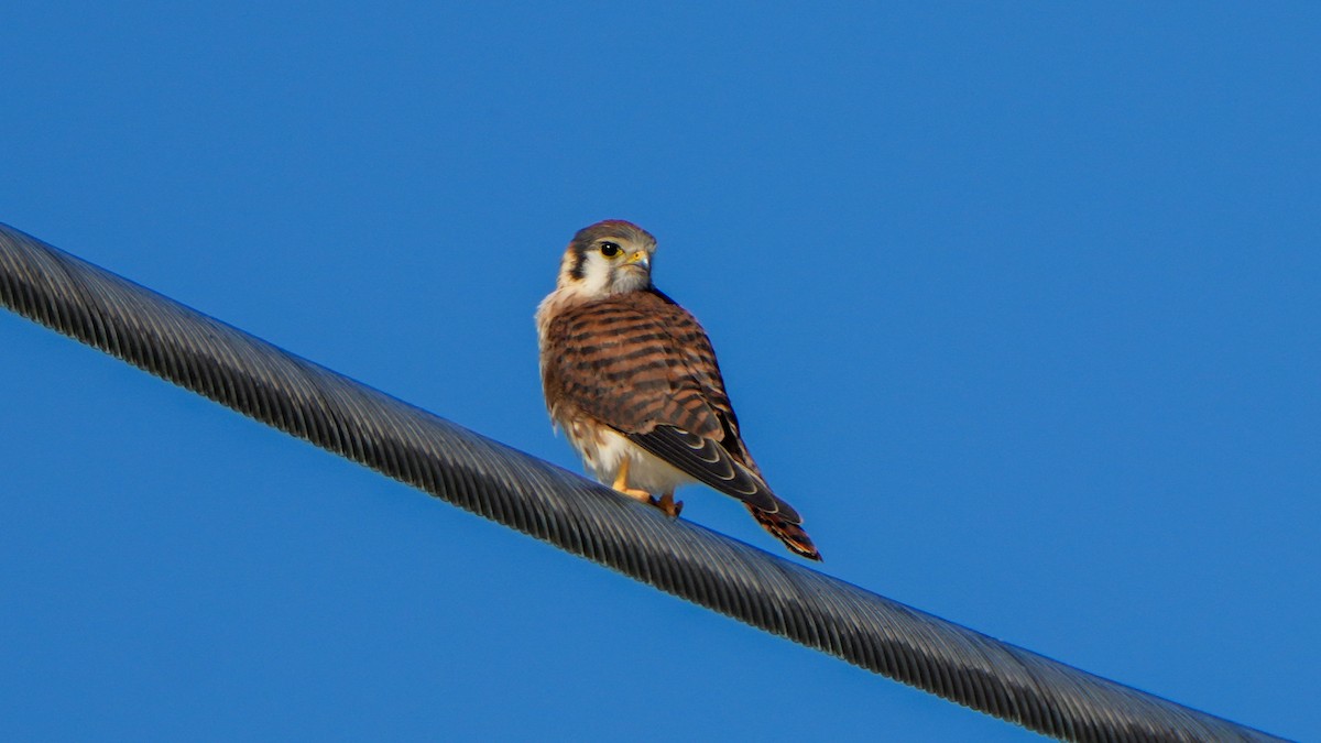 American Kestrel (Southeastern) - ML620047431