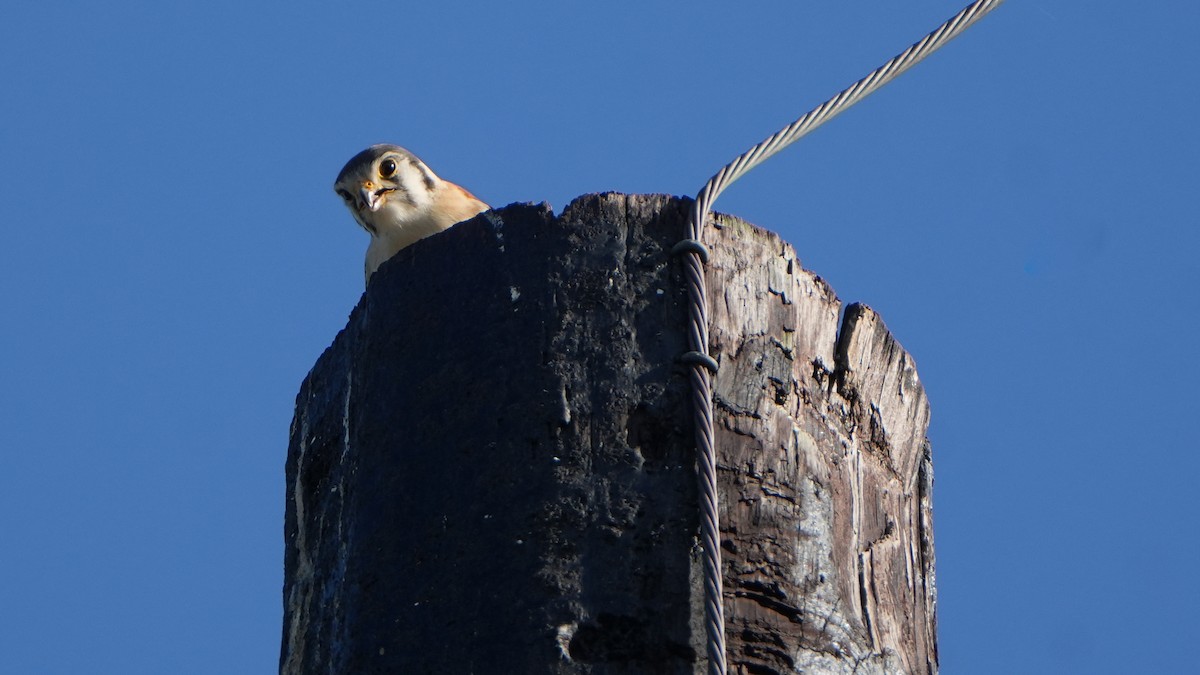 American Kestrel (Southeastern) - ML620047455