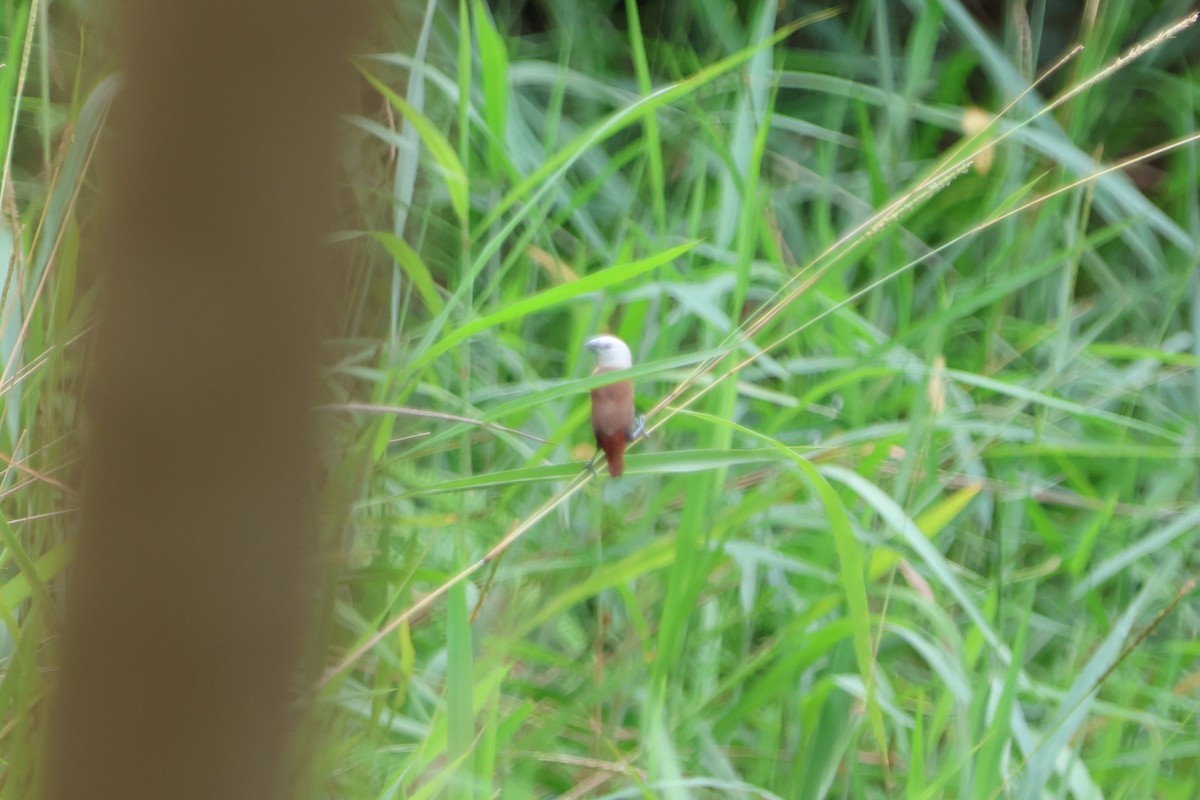 White-headed Munia - ML620047462