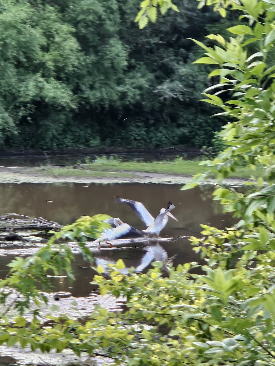 American White Pelican - ML620047492