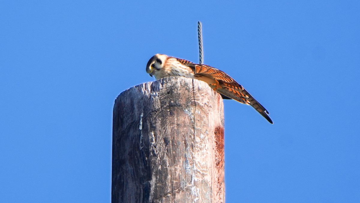 American Kestrel (Southeastern) - ML620047493