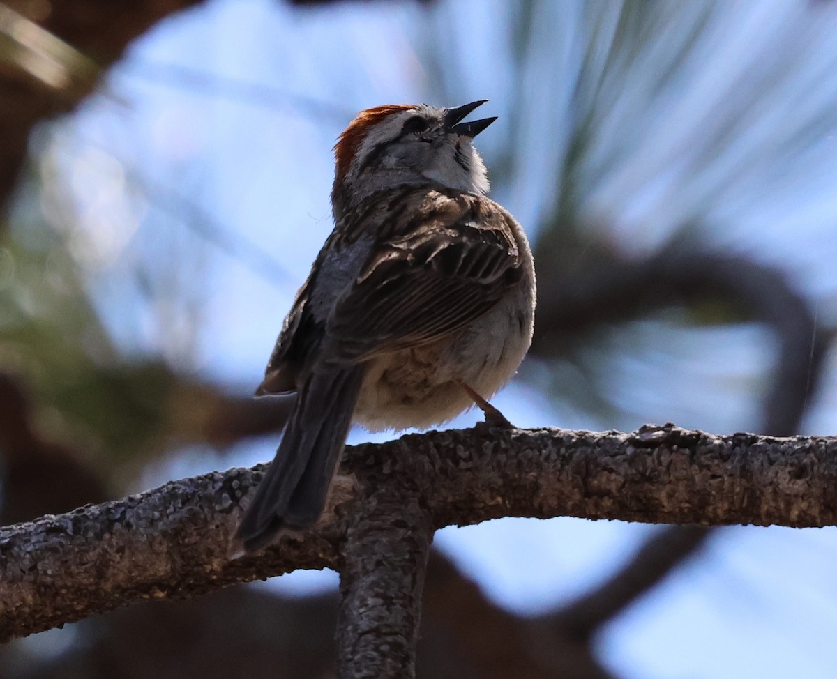 Chipping Sparrow - ML620047512
