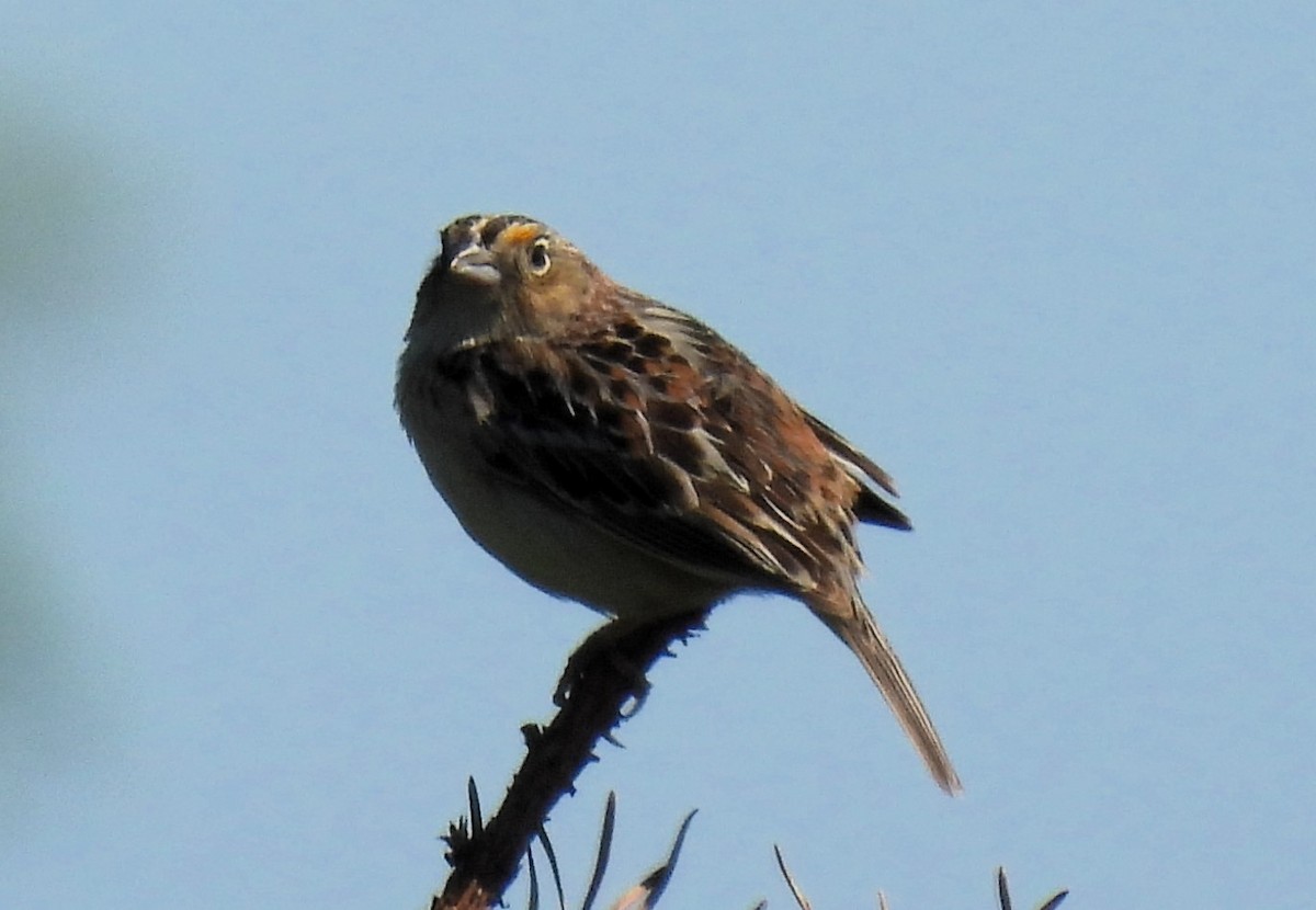 Grasshopper Sparrow - ML620047513