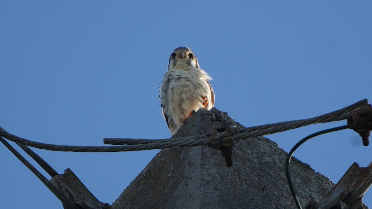 American Kestrel (Southeastern) - ML620047515