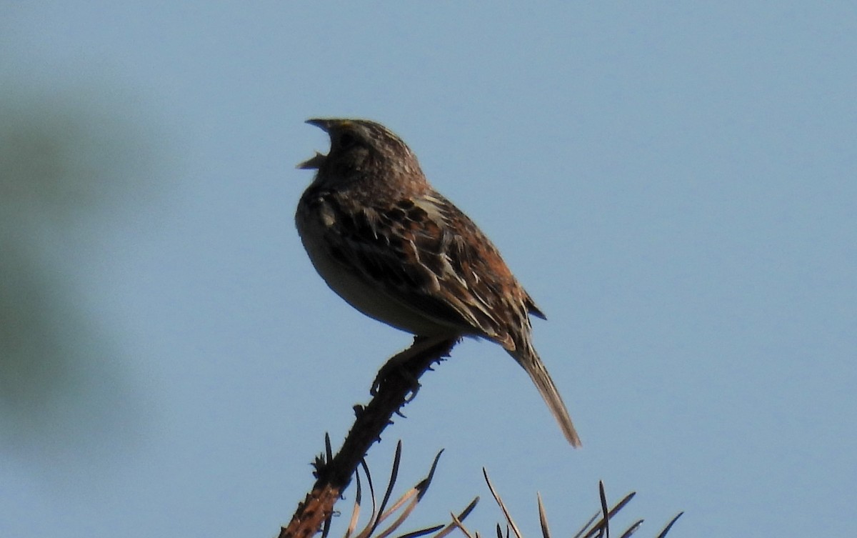 Grasshopper Sparrow - ML620047519