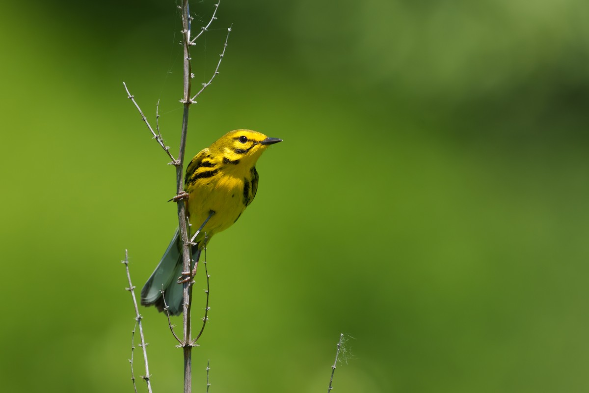 Prairie Warbler - ML620047523