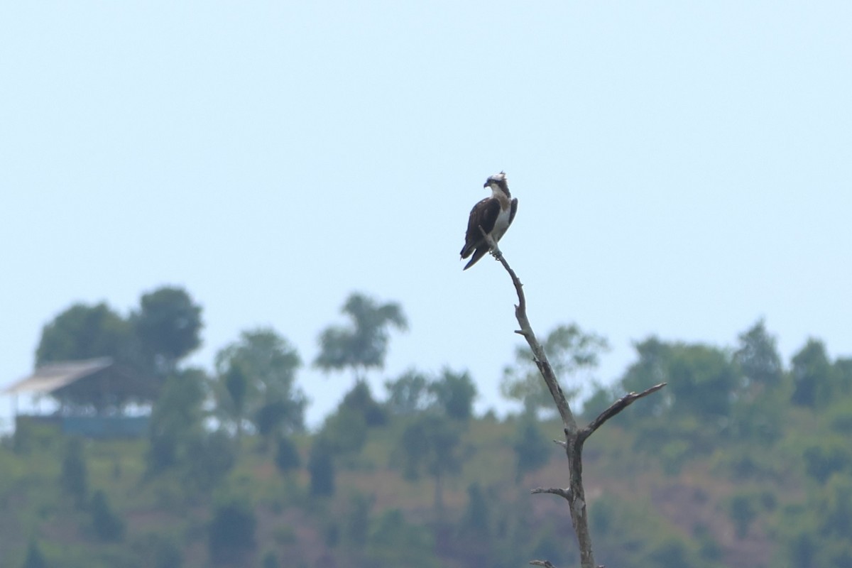 Águila Pescadora - ML620047535