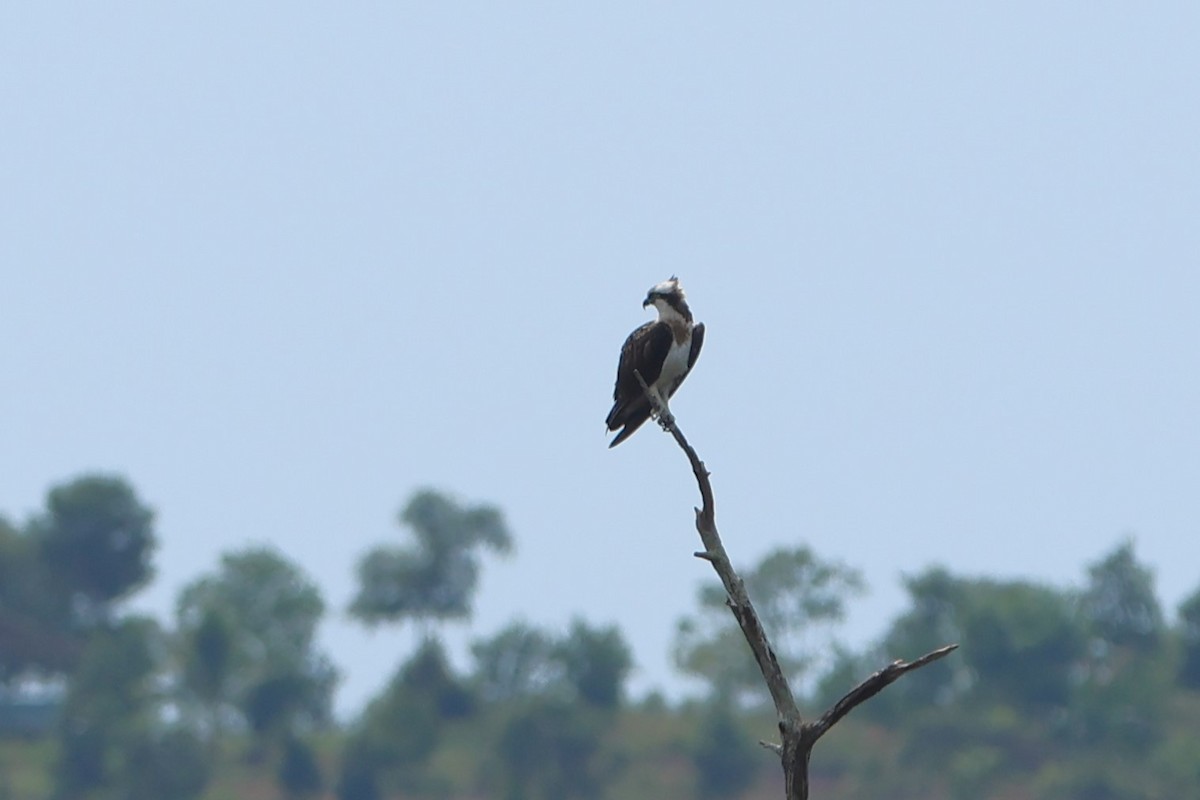 Águila Pescadora - ML620047536