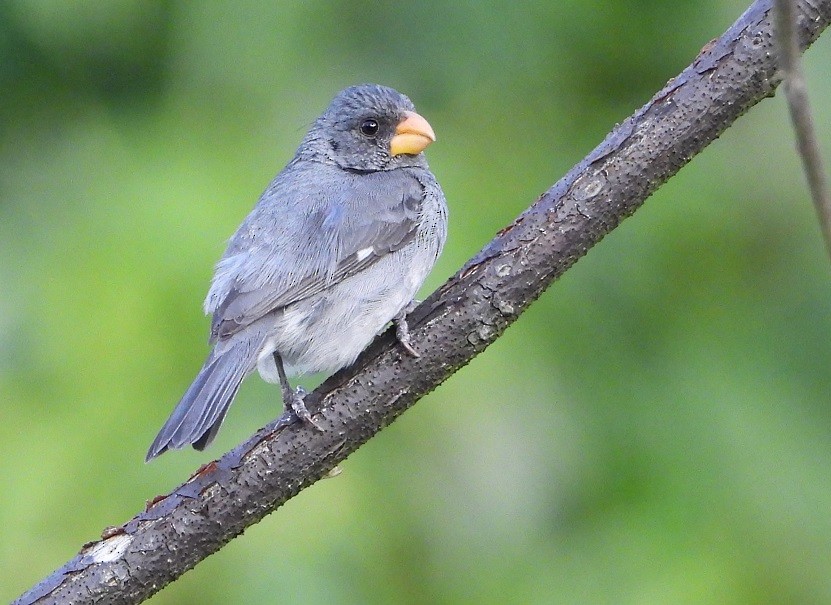 Gray Seedeater - ML620047541