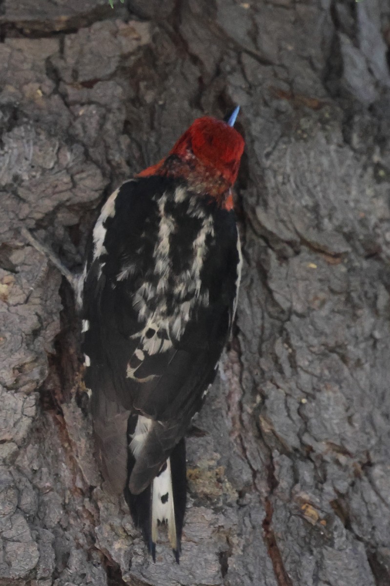 Red-breasted Sapsucker - ML620047544