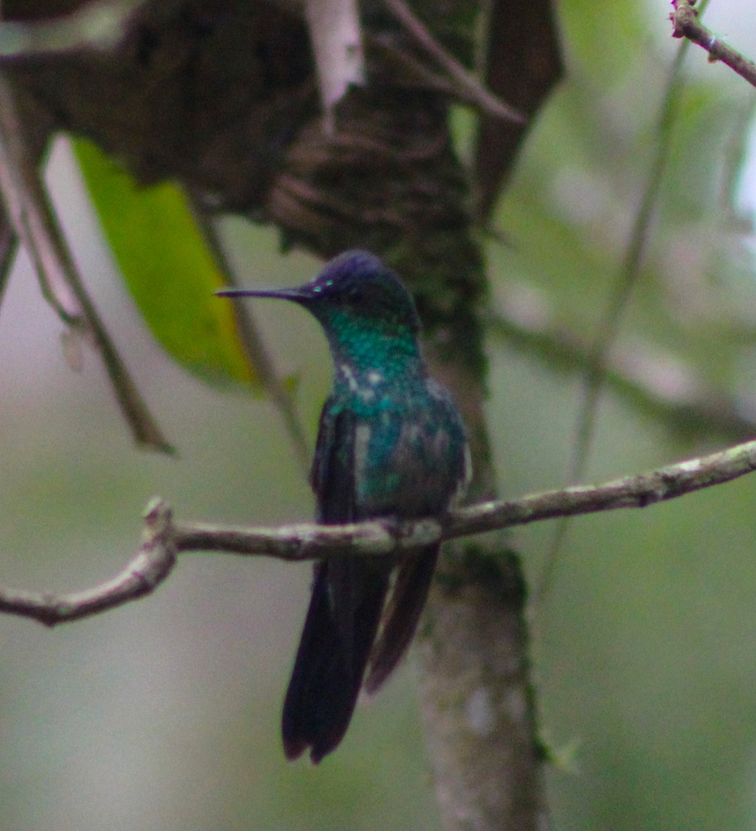 kolibřík fialovotemenný - ML620047547