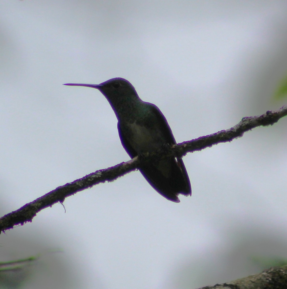 kolibřík zrcadlový - ML620047549