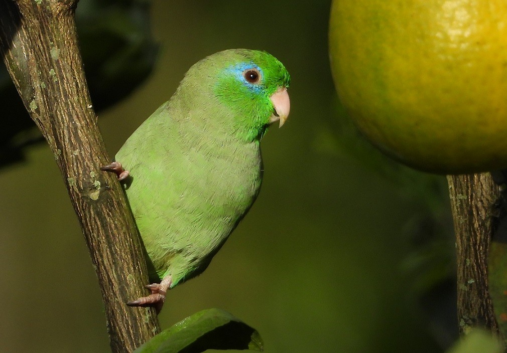 Папуга-горобець панамський - ML620047570