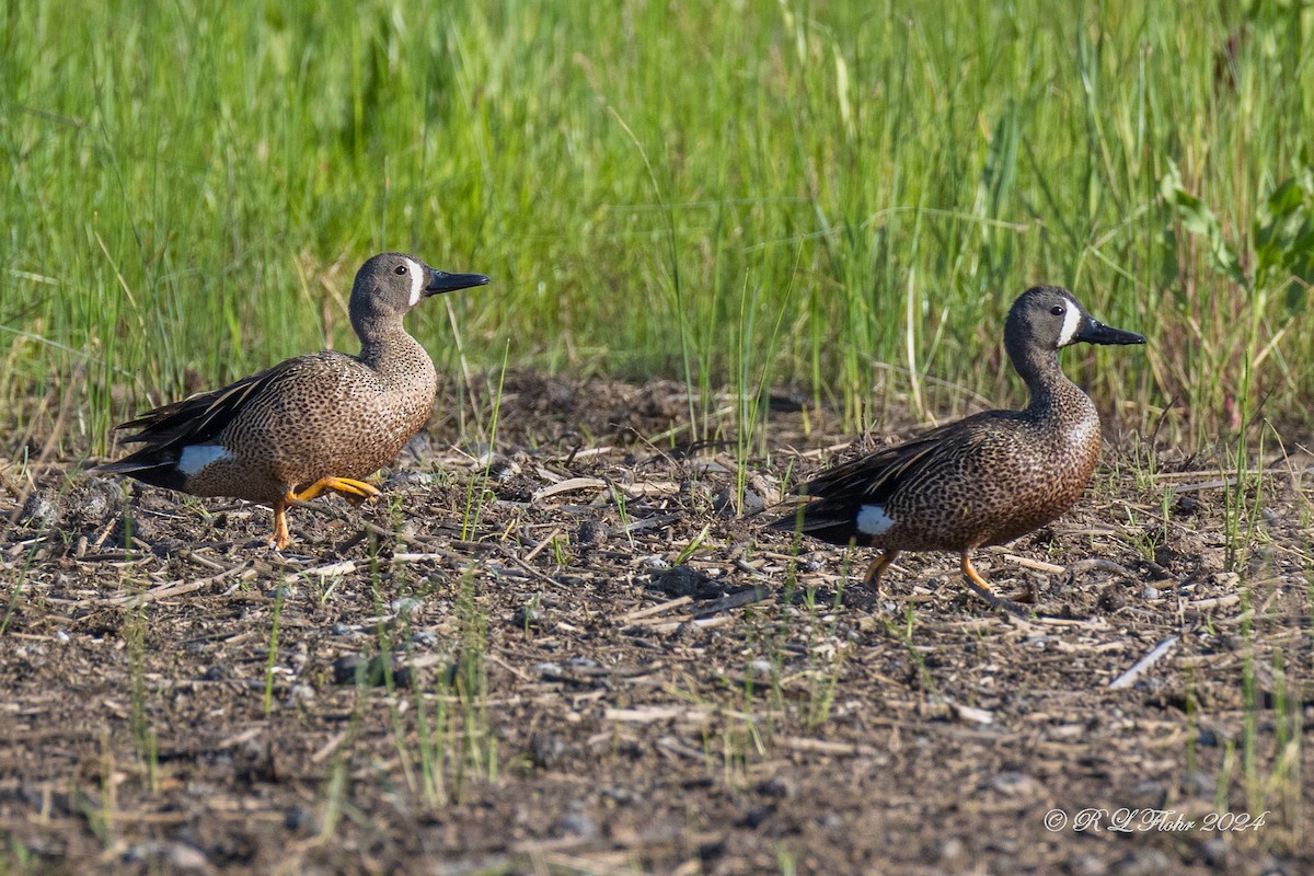 Blue-winged Teal - ML620047576