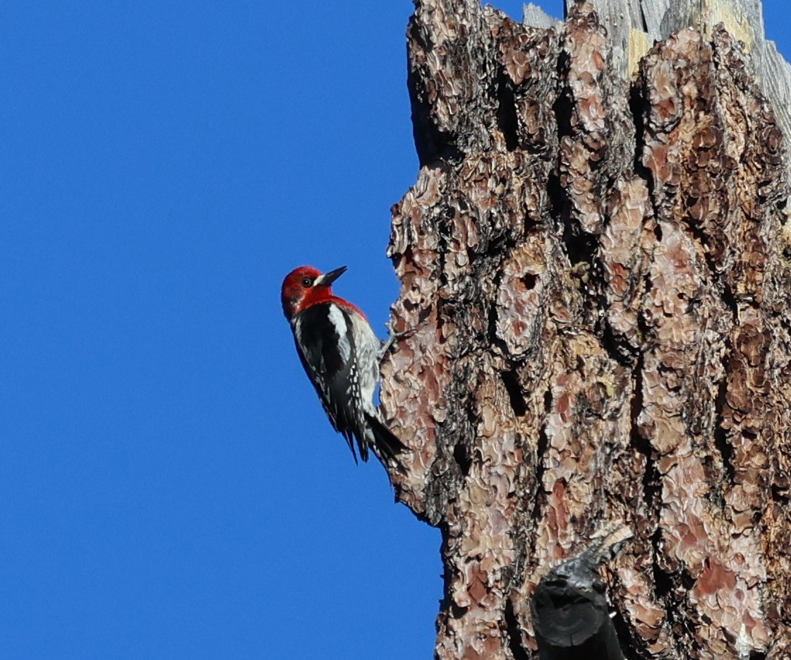 Red-breasted Sapsucker - ML620047588